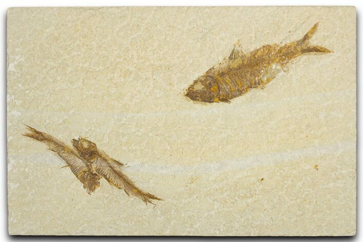 Limestone with Three Fossil Fish (Knightia) - Wyoming #355624